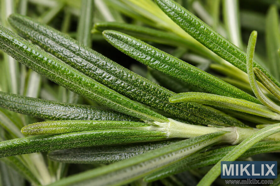 A high-resolution landscape macro photograph showing overlapping fresh rosemary leaves in sharp focus, highlighting their fine needle-like texture, glossy green surfaces, pale stems, and numerous tiny essential oil glands against a softly blurred natural background. A high-resolution landscape macro photograph showing overlapping fresh rosemary leaves in sharp focus, highlighting their fine needle-like texture, glossy green surfaces, pale stems, and numerous tiny essential oil glands against a softly blurred natural background.