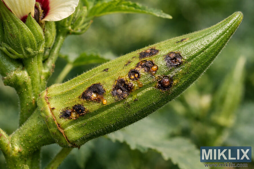 Close-up of an okra pod showing dark, sunken lesions caused by stink bug feeding, with surrounding green leaves blurred in the background.