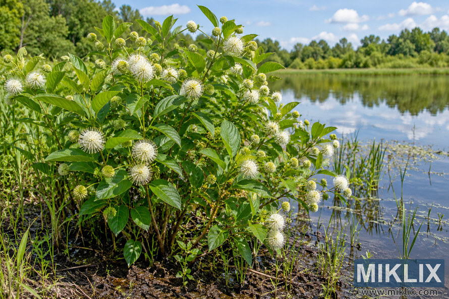 Flowering buttonbush with white spherical blooms growing in wet, muddy soil beside a calm pond, with reeds, green trees, and blue sky. Flowering buttonbush with white spherical blooms growing in wet, muddy soil beside a calm pond, with reeds, green trees, and blue sky.