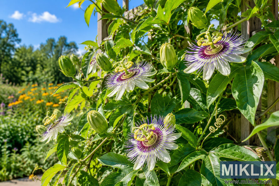 Sunlit passionflower vine with purple-and-white blooms, green buds and curling tendrils climbing a weathered wooden trellis in a lush garden. Sunlit passionflower vine with purple-and-white blooms, green buds and curling tendrils climbing a weathered wooden trellis in a lush garden.