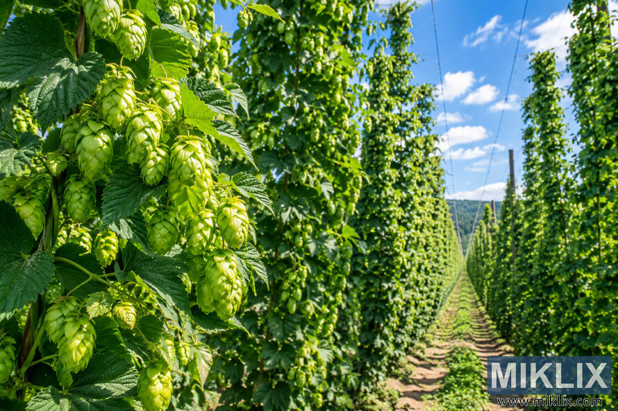 Sunlit hop field with abundant green hop cones and leafy vines climbing tall trellises beside a farm track under a vivid blue summer sky.