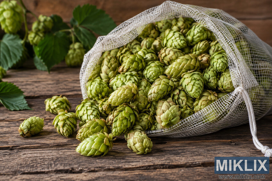 Whole green hop cones spilling from an unbranded white mesh drawstring bag onto rustic weathered wooden boards, with hop leaves and cones softly blurred in the background. Whole green hop cones spilling from an unbranded white mesh drawstring bag onto rustic weathered wooden boards, with hop leaves and cones softly blurred in the background.