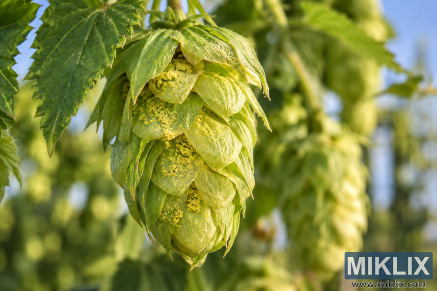 Photorealistic macro close-up of a green hop cone on the plant, showing overlapping bracts and clearly visible golden-yellow lupulin glands, with hop leaves and softly blurred foliage in the sunlit background.
