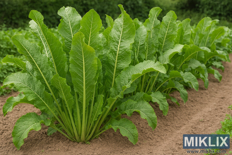 à°¤à±à°à°²à± à°à°à±à°à°à°¾ à°µà°°à±à°¸à°à°¾ à°ªà±à°°à±à°à±à°¤à±à°¨à±à°¨ à°ªà±à°¦à±à°¦ à°à°à±à°ªà°à±à° à°à±à°°à±à°°à°ªà±à°®à±à°²à±à°²à°à°à°¿ à°à°à±à°²à±