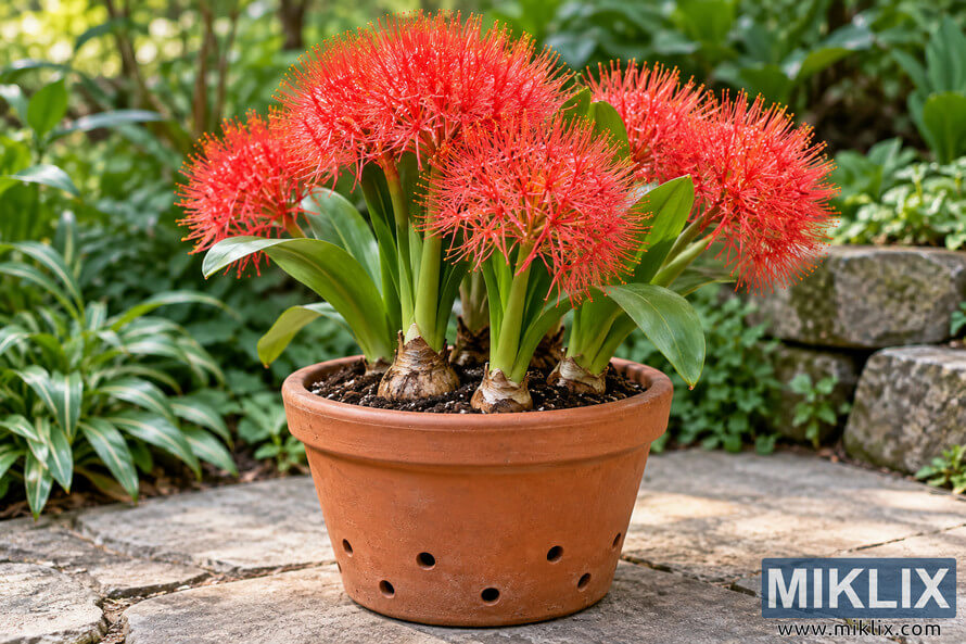 Red blood lily-style flowers and green foliage growing from exposed bulbs in a terracotta container with drainage holes in a lush garden. Red blood lily-style flowers and green foliage growing from exposed bulbs in a terracotta container with drainage holes in a lush garden.