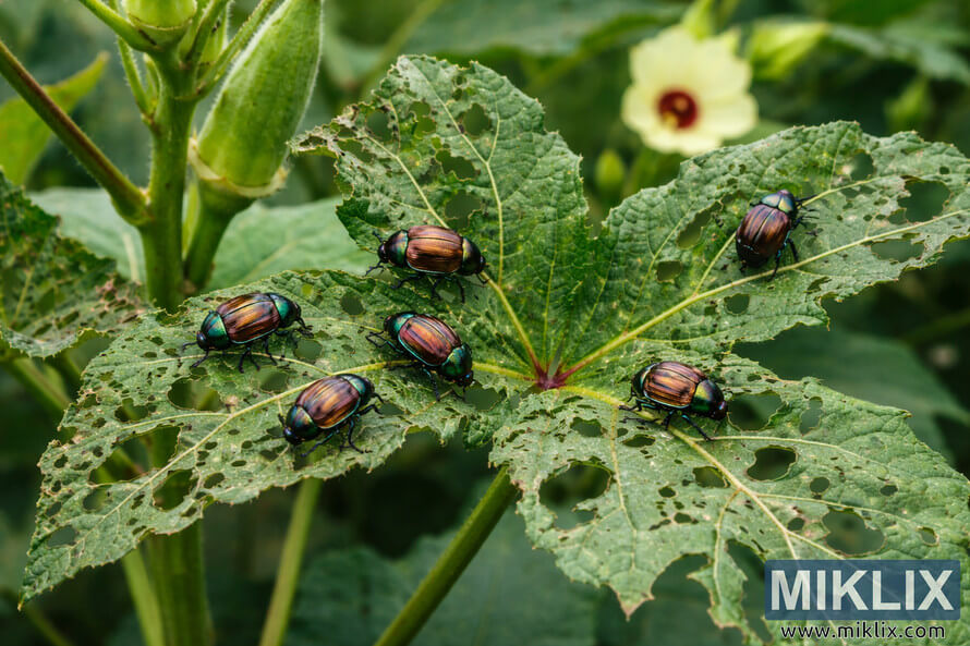 Japanese beetles feeding on an okra leaf, leaving skeletonized holes while an okra pod and flower appear blurred in the background.