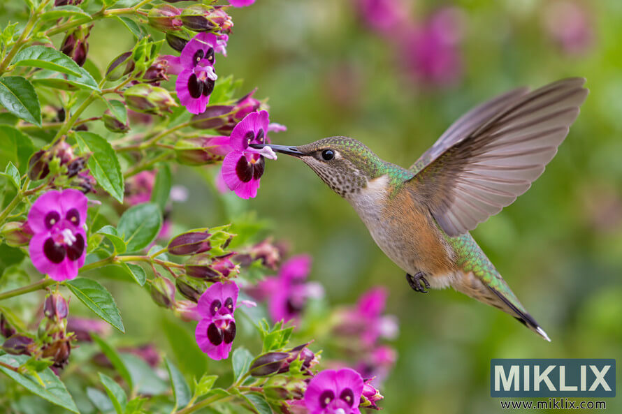 Hummingbird hovering beside vivid magenta bat-faced cuphea flowers, with its long bill reaching into a bloom against a softly blurred green garden background. Hummingbird hovering beside vivid magenta bat-faced cuphea flowers, with its long bill reaching into a bloom against a softly blurred green garden background.
