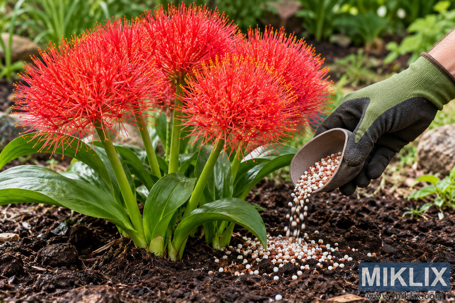 Gloved gardener applying granular fertilizer to the soil around vivid red blood lilies in a garden. Gloved gardener applying granular fertilizer to the soil around vivid red blood lilies in a garden.