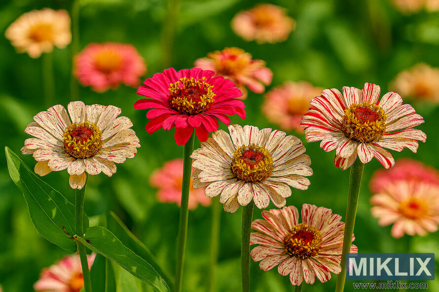 Ù
ÙØ³Ù
گرÙ
ا Ú©Û ÚÙ
Ú©ÛÙÛ Ø³ÙØ±Ø¬ Ú©Û Ø±ÙØ´ÙÛ Ù
ÛÚº دھبÙÚº ÙØ§ÙÛ Ø³Ø±Ø® Ø§ÙØ± سÙÛØ¯ Ù¾ÙÚ©Ú¾ÚÛÙÚº Ú©Û Ø³Ø§ØªÚ¾ Ù¾ÛپرÙ
ÙÙ¹ اسٹک زÛÙÛØ§ Ú©Û Ø²Ù
ÛÙ Ú©Û ØªØ²Ø¦ÛÙ Ú©Û ØªØµÙÛØ± Ù
ÙØ³Ù
گرÙ
ا Ú©Û ÚÙ
Ú©ÛÙÛ Ø³ÙØ±Ø¬ Ú©Û Ø±ÙØ´ÙÛ Ù
ÛÚº دھبÙÚº ÙØ§ÙÛ Ø³Ø±Ø® Ø§ÙØ± سÙÛØ¯ Ù¾ÙÚ©Ú¾ÚÛÙÚº Ú©Û Ø³Ø§ØªÚ¾ Ù¾ÛپرÙ
ÙÙ¹ اسٹک زÛÙÛØ§ Ú©Û Ø²Ù
ÛÙ Ú©Û ØªØ²Ø¦ÛÙ Ú©Û ØªØµÙÛØ±