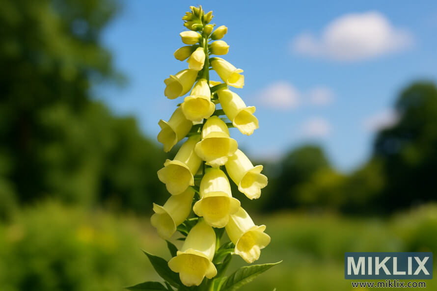 Gros plan de digitale jaune avec des fleurs en forme de cloche jaune pÃ¢le sous un soleil dâÃ©tÃ© Ã©clatant sur un fond de jardin vert flou.