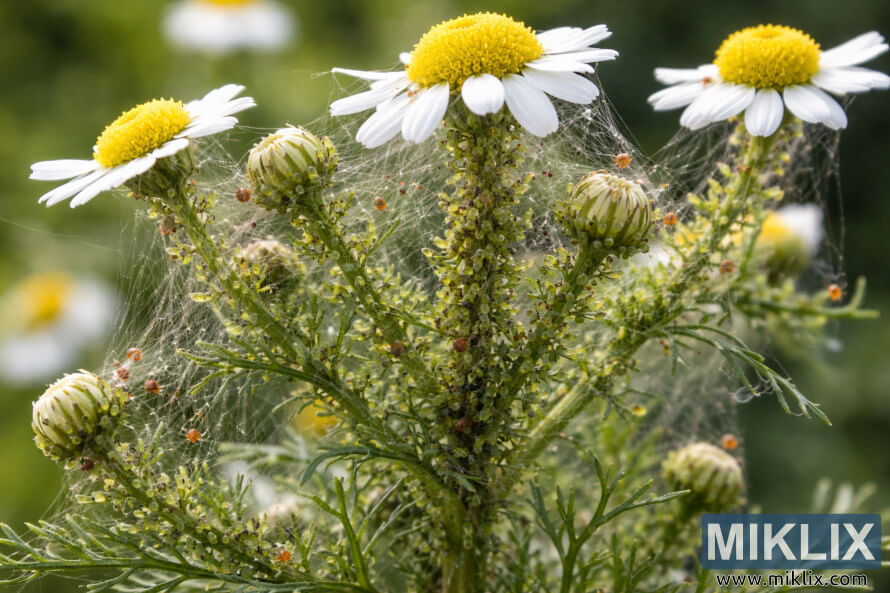 تÙÛØ پتÙÚº Ø§ÙØ± Ù¾Ú¾ÙÙÙÚº Ú©Û Ú©ÙÛÙÚº پر اÙÚØ³ Ø§ÙØ± Ù
Ú©ÚÛ Ú©Û Ø°Ø±Ø§Øª Ú©Û Ø¬Ø§ÙÙÚº Ø³Û ÚÚ¾Ú©Û Ú©ÛÙ
ÙÙ
Ø§Ø¦Ù Ù¾ÙØ§ÙÙ¹ کا ÛØ§Ø¦Û Ø±ÛØ²ÙÙÙØ´Ù Ú©ÙÙØ² اپ تÙÛØ پتÙÚº Ø§ÙØ± Ù¾Ú¾ÙÙÙÚº Ú©Û Ú©ÙÛÙÚº پر اÙÚØ³ Ø§ÙØ± Ù
Ú©ÚÛ Ú©Û Ø°Ø±Ø§Øª Ú©Û Ø¬Ø§ÙÙÚº Ø³Û ÚÚ¾Ú©Û Ú©ÛÙ
ÙÙ
Ø§Ø¦Ù Ù¾ÙØ§ÙÙ¹ کا ÛØ§Ø¦Û Ø±ÛØ²ÙÙÙØ´Ù Ú©ÙÙØ² اپ