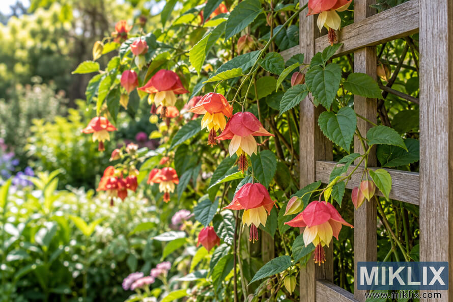 Coral-red and yellow pendant flowers and green leaves climbing beside a weathered wooden trellis in a sunlit garden. Coral-red and yellow pendant flowers and green leaves climbing beside a weathered wooden trellis in a sunlit garden.