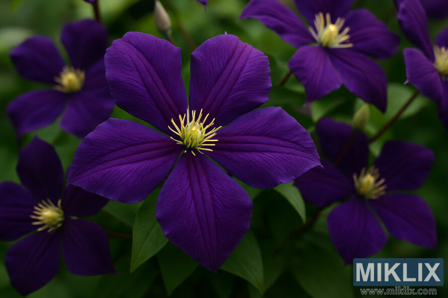 Gros plan dÃ©taillÃ© des fleurs de Clematis Jackmanii dâun violet profond avec des Ã©tamines jaune vif sur un fond vert.