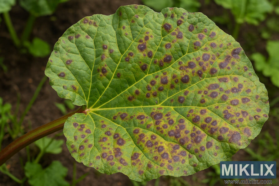 Close-up of a rhubarb leaf showing signs of leaf spot disease with dark spots and yellowing