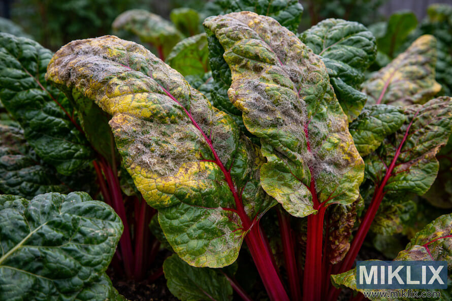 Close-up of Swiss chard leaves showing yellow patches and grayish mold caused by Downy Mildew infection