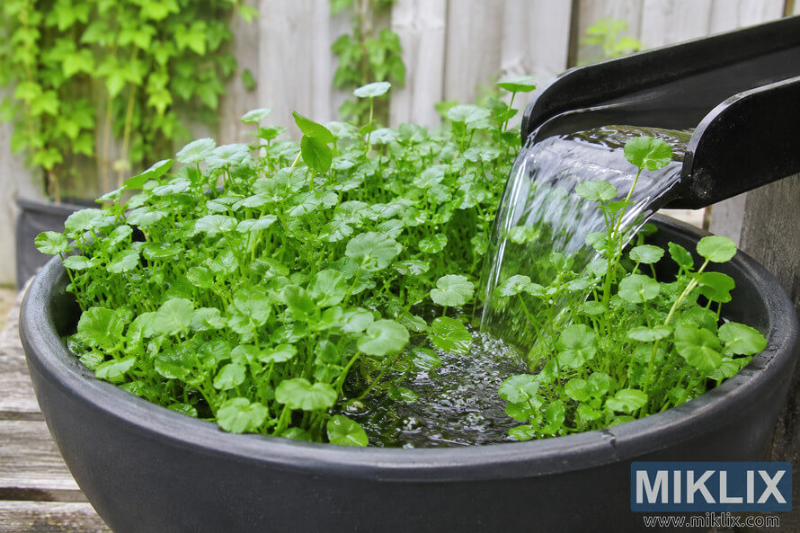 Fresh green watercress growing densely in a black circular garden container with gently flowing water pouring from a dark spout in an outdoor backyard setting. Fresh green watercress growing densely in a black circular garden container with gently flowing water pouring from a dark spout in an outdoor backyard setting.