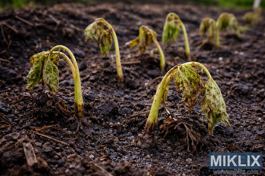 Wilted okra seedlings with drooping leaves and discolored stems emerging from damp soil after early planting failure.