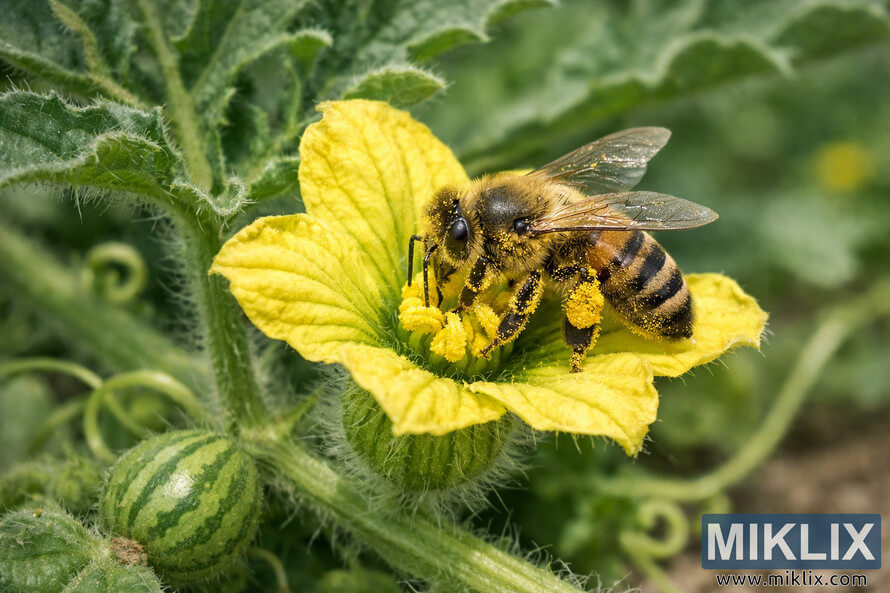 Close-up of a honeybee covered in yellow pollen while pollinating a bright yellow watermelon flower on a vine. Close-up of a honeybee covered in yellow pollen while pollinating a bright yellow watermelon flower on a vine.