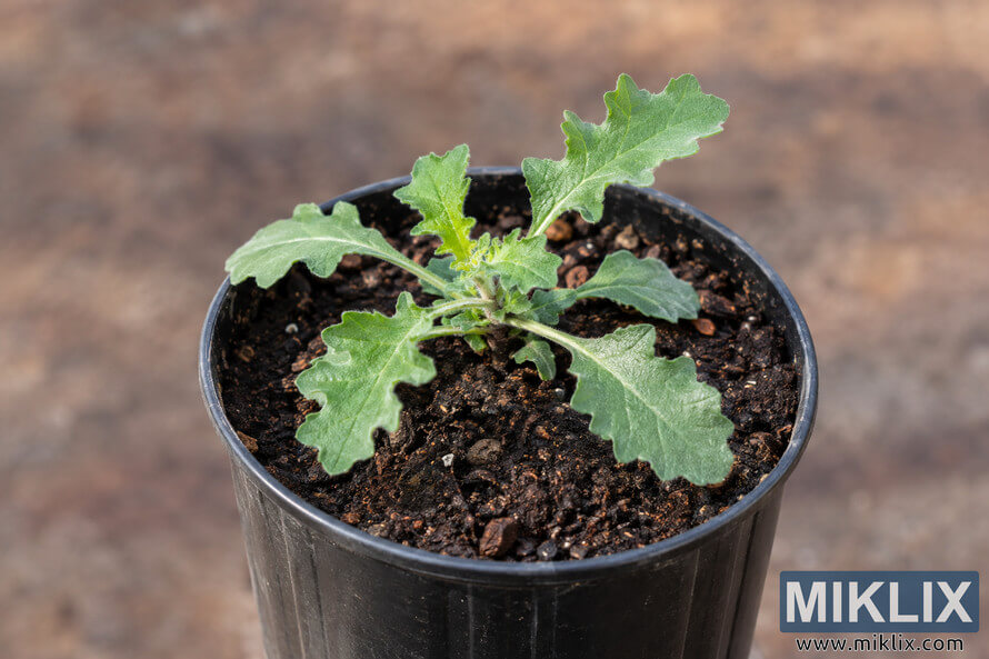 Close-up of a young green seedling with lobed leaves growing in dark soil in a deep black plastic nursery pot. Close-up of a young green seedling with lobed leaves growing in dark soil in a deep black plastic nursery pot.