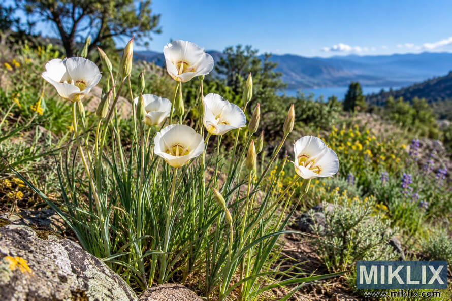 White Fairy Lantern flowers and buds growing among rocks and native plants, with blue water and mountain ridges in the distance. White Fairy Lantern flowers and buds growing among rocks and native plants, with blue water and mountain ridges in the distance.