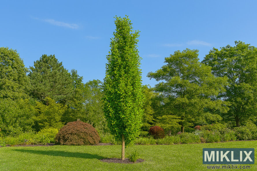 Photo de paysage dâun ginkgo Princeton Sentry Ã  forme Ã©troite en colonnes dans un cadre de jardin luxuriant