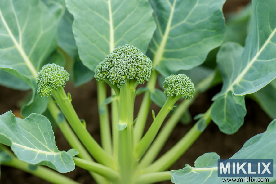 Cáºn cảnh cây bông cải xanh vá»i những chá»i bên má»i hình thà nh sau khi thu hoạch phần Äầu chÃnh. Cáºn cảnh cây bông cải xanh vá»i những chá»i bên má»i hình thà nh sau khi thu hoạch phần Äầu chÃnh.