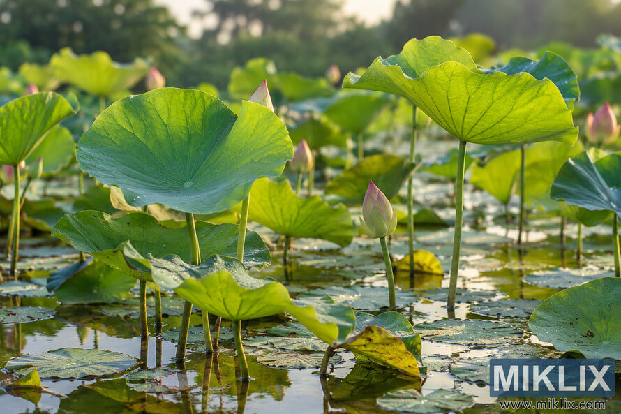 Green lotus leaves and pink-tipped buds rise from shallow reflective pond water in warm sunlight.