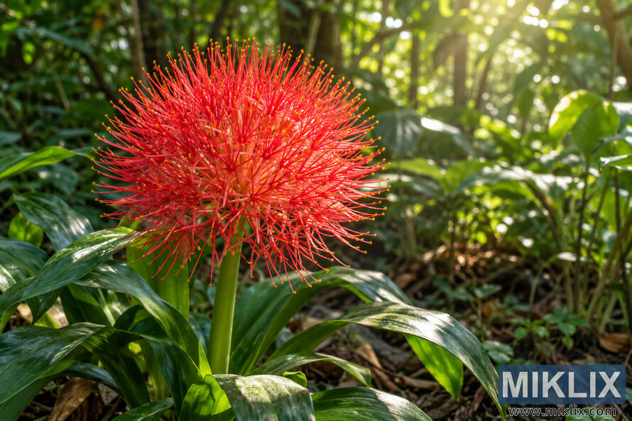 Close-up of a vivid red blood lily with golden-tipped filaments, surrounded by glossy green leaves in warm, filtered woodland sunlight. Close-up of a vivid red blood lily with golden-tipped filaments, surrounded by glossy green leaves in warm, filtered woodland sunlight.