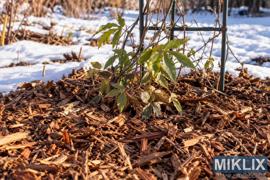 Green climbing vine growing through thick brown wood-chip mulch beside a metal trellis, with patches of snow and dormant garden plants in the background. Green climbing vine growing through thick brown wood-chip mulch beside a metal trellis, with patches of snow and dormant garden plants in the background.
