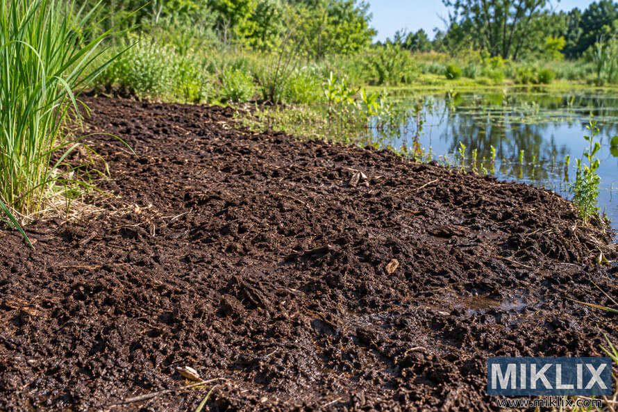 Freshly prepared moist dark soil beside a calm pond, surrounded by tall grasses, wetland vegetation, shrubs, and trees in bright daylight. Freshly prepared moist dark soil beside a calm pond, surrounded by tall grasses, wetland vegetation, shrubs, and trees in bright daylight.