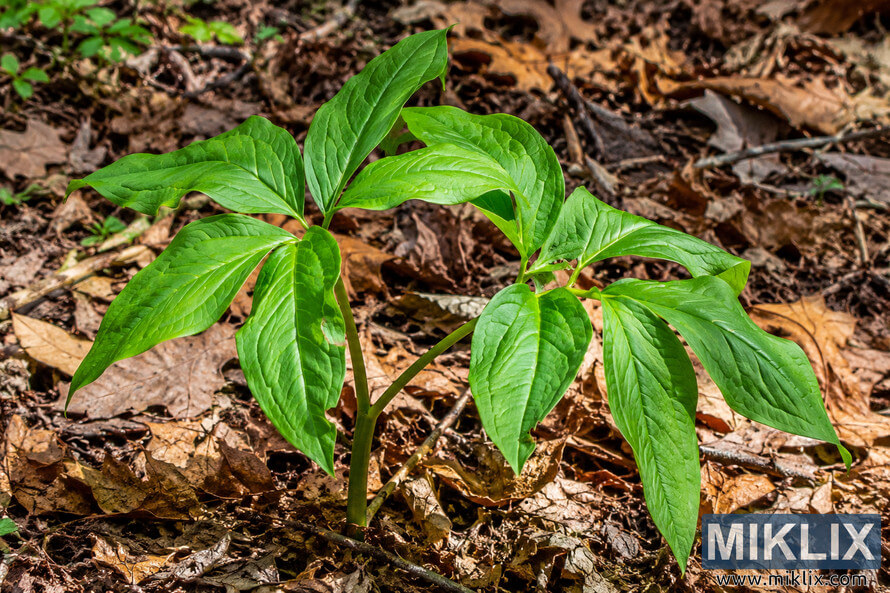 Two vivid green woodland plants with elongated, pointed leaflets growing among dry brown leaves, twigs, and soil on a forest floor. Two vivid green woodland plants with elongated, pointed leaflets growing among dry brown leaves, twigs, and soil on a forest floor.