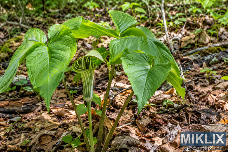 Healthy green woodland plant with broad leaves and a striped hooded flower growing among brown leaf litter, twigs, moss, and seedlings. Healthy green woodland plant with broad leaves and a striped hooded flower growing among brown leaf litter, twigs, moss, and seedlings.