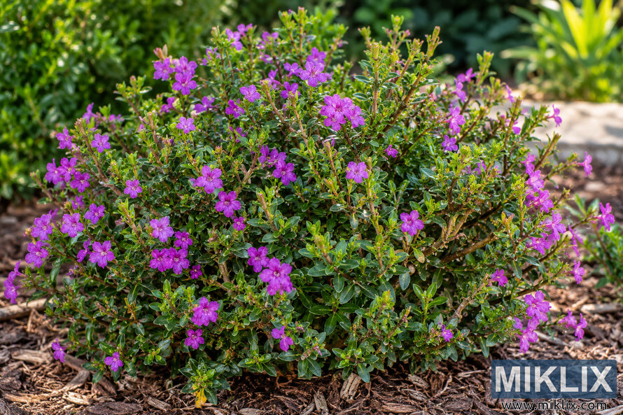 Compact pruned cuphea shrub with dense green foliage, woody branching and numerous vivid purple flowers in a mulched garden bed. Compact pruned cuphea shrub with dense green foliage, woody branching and numerous vivid purple flowers in a mulched garden bed.
