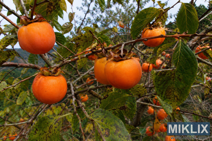 Close-up landscape photograph of ripe orange Hachiya persimmons growing on tangled tree branches in the wild, surrounded by green and weathered autumn leaves in soft natural daylight.