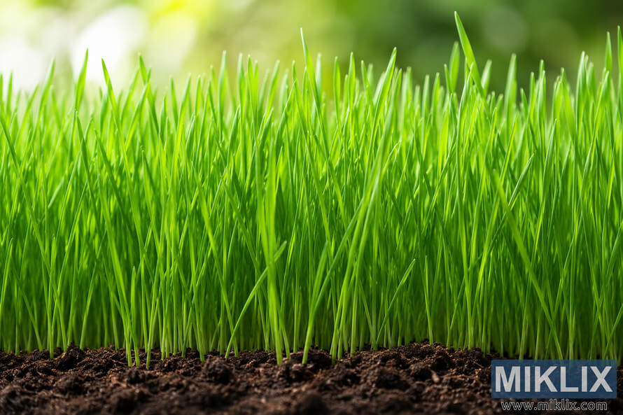 Close-up landscape photograph of vibrant green wheatgrass blades sprouting from dark organic soil with soft natural light and a blurred garden background. Close-up landscape photograph of vibrant green wheatgrass blades sprouting from dark organic soil with soft natural light and a blurred garden background.