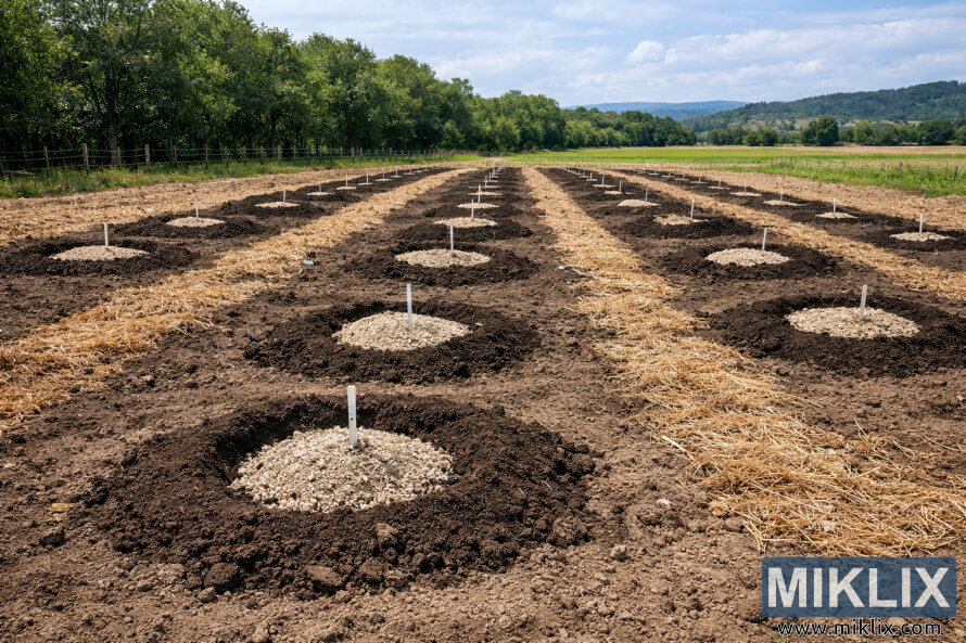 Ãrea de plantio de avelÃ£s bem preparada, com montes de terra uniformemente espaÃ§ados, fileiras de cobertura morta de palha e marcadores em uma paisagem rural.