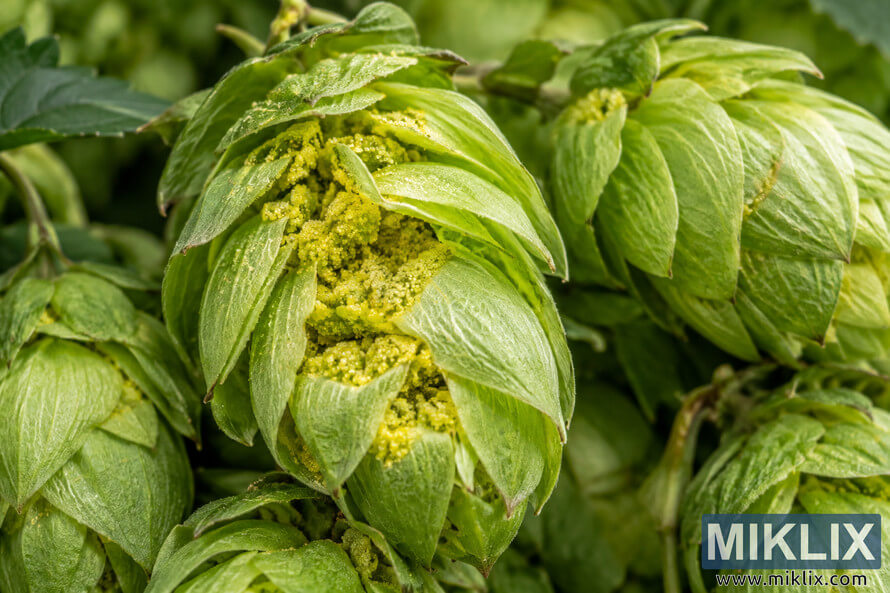 Macro close-up of fresh green hop cones, with an opened central cone revealing dense yellow-green lupulin glands between its layered bracts.