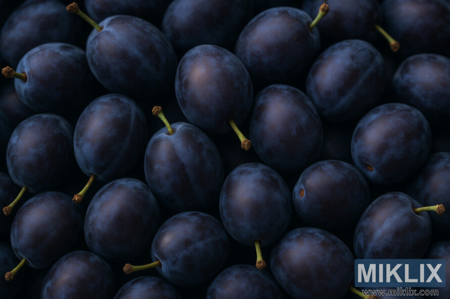 Tampilan dekat buah plum Damson matang dengan kulit berwarna ungu-biru tua yang tersusun rapat.
