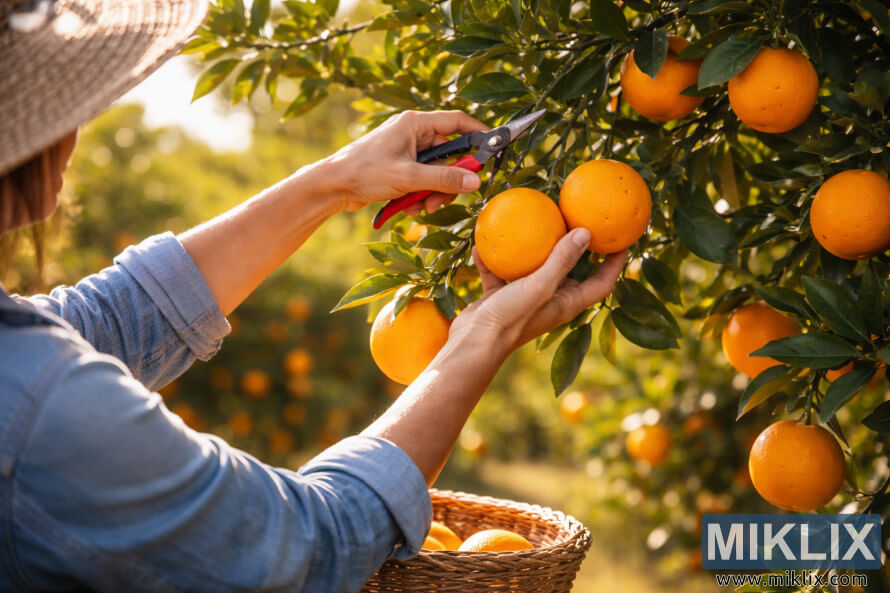 Person carefully picking ripe oranges from a tree using pruning shears in a sunlit orchard.