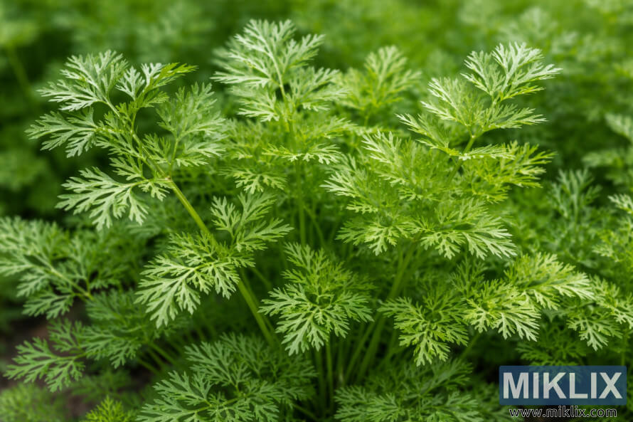 Gros plan sur des plants de coriandre Delfino en bonne santÃ© montrant de dÃ©licates feuilles vertes, semblables Ã  des fougÃ¨res, poussant densÃ©ment dans un parterre de jardin.