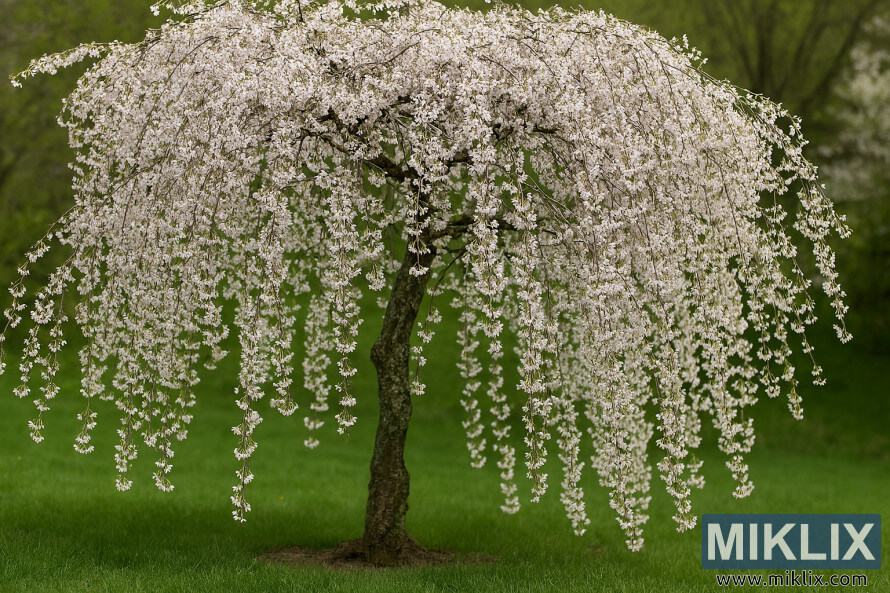 Cerisier pleureur avec des fleurs blanc-rose en cascade dans un paysage verdoyant