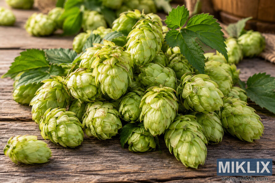 Fresh whole green hop cones and serrated hop leaves piled on a weathered wooden table in warm natural light, photographed in a detailed landscape composition. Fresh whole green hop cones and serrated hop leaves piled on a weathered wooden table in warm natural light, photographed in a detailed landscape composition.