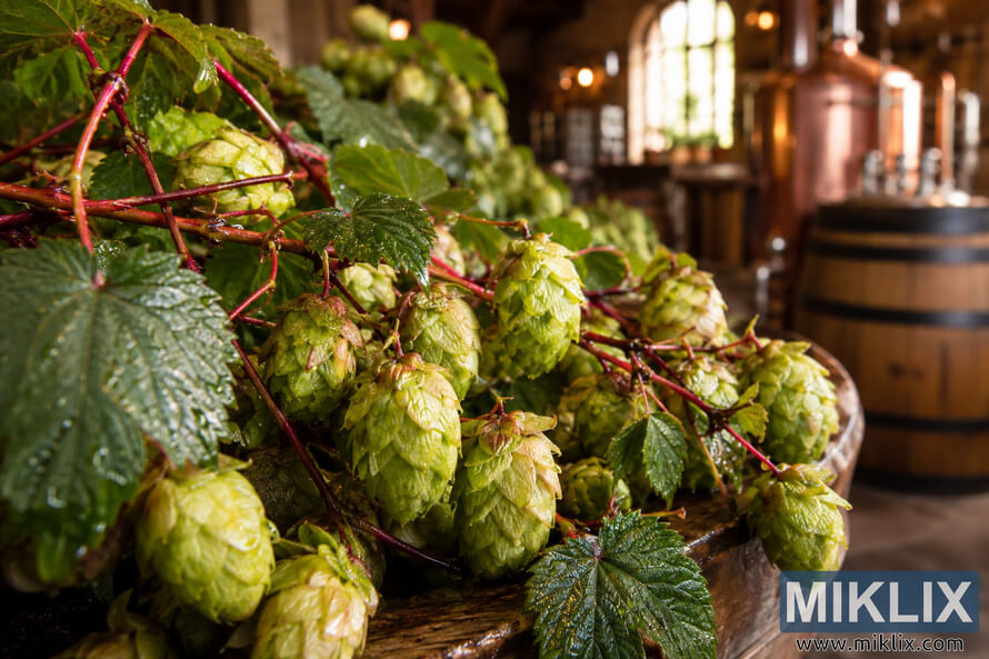 Close-up photograph of fresh Hersbrucker Red-Stem hops with distinctive red stems, green leaves, and dew-covered hop cones in sharp focus against a softly blurred traditional brewery interior featuring wooden barrels, copper brewing equipment, and warm ambient window light.