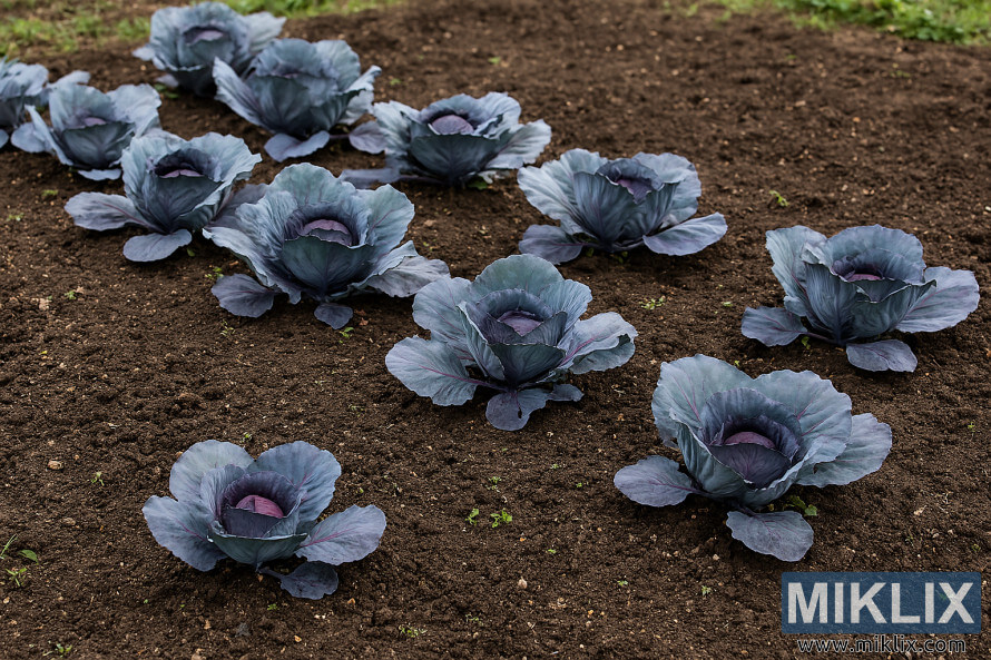 Plantes de col llombarda ben espaiades que creixen en una filera de jardÃ­ ordenada amb terra rica