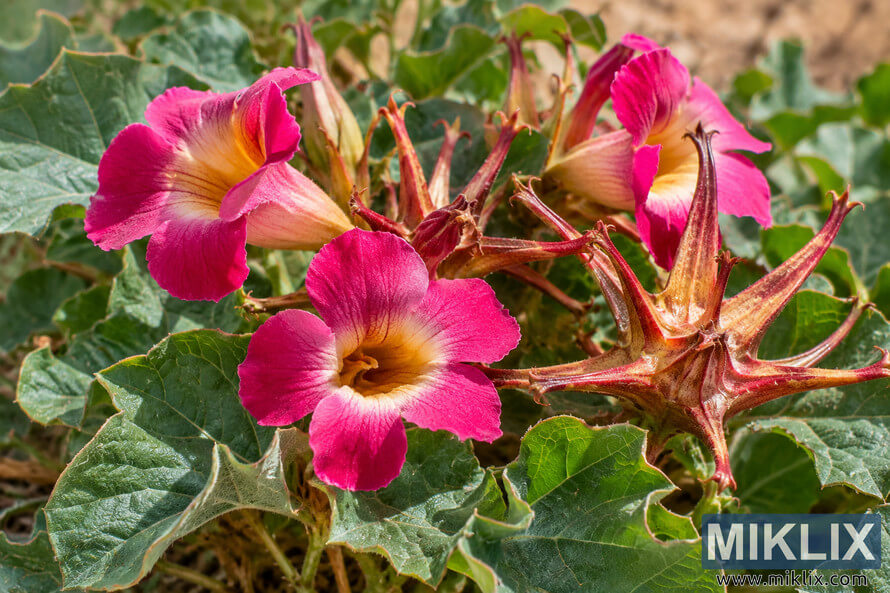 Close-up of vivid pink Devil's Claw flowers, reddish claw-like structures, buds, and broad textured green leaves. Close-up of vivid pink Devil's Claw flowers, reddish claw-like structures, buds, and broad textured green leaves.