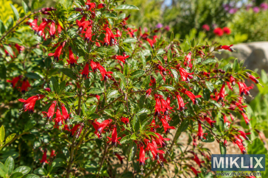 Close-up of a leafy Bat-Faced Cuphea shrub covered with vivid red tubular flowers in a bright, sunlit garden. Close-up of a leafy Bat-Faced Cuphea shrub covered with vivid red tubular flowers in a bright, sunlit garden.