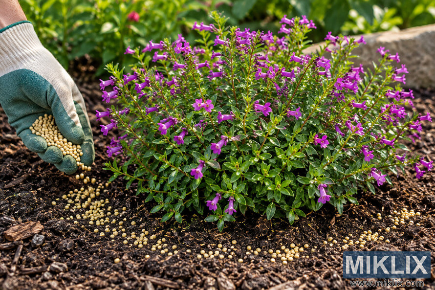 Gloved hand scattering pale granular fertilizer around a purple-flowering cuphea plant in a dark mulched garden bed. Gloved hand scattering pale granular fertilizer around a purple-flowering cuphea plant in a dark mulched garden bed.