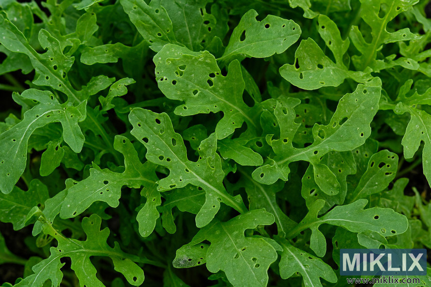 áá½á±á¸áá¾á±á¸áá­á¯á¸áá¼á±á¬áá·áº á¡áá±á«ááºáááºáá»á¬á¸áá«áá±á¬ arugula á¡áá½ááºáá»á¬á¸á á¡áá®á¸áááºáá¯á¶