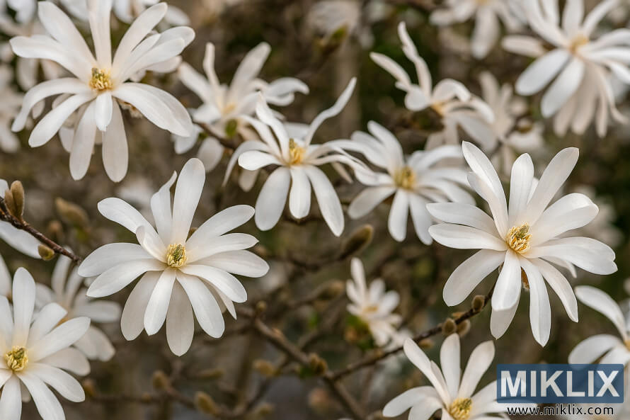 Gros plan des fleurs blanches en forme dâétoile de Magnolia stellata épanouissant sur des branches sombres au début du printemps. Gros plan des fleurs blanches en forme dâétoile de Magnolia stellata épanouissant sur des branches sombres au début du printemps.