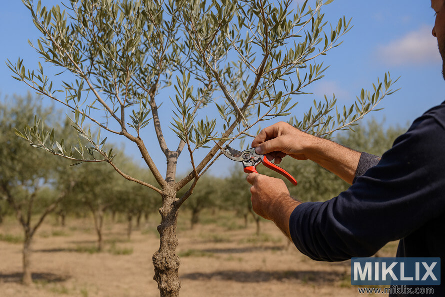 Gardener pruning olive tree branches to maintain open center shape in sunlit orchard Gardener pruning olive tree branches to maintain open center shape in sunlit orchard